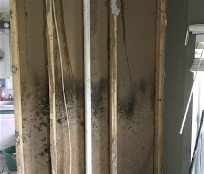 Mold growing behind drywall. 